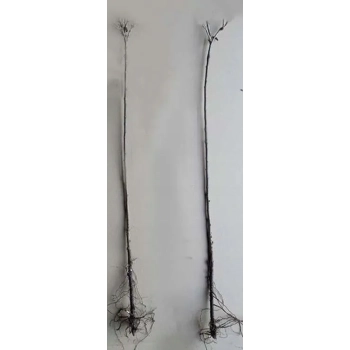 PORZECZKA biała na pniu W DONICY - sadzonki 90 / 100 cm